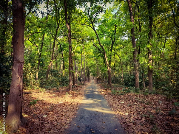 Fototapeta path in the forest
