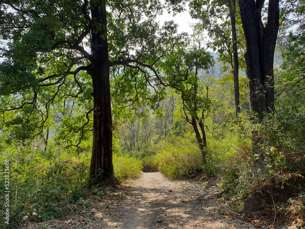 Fototapeta path in the forest
