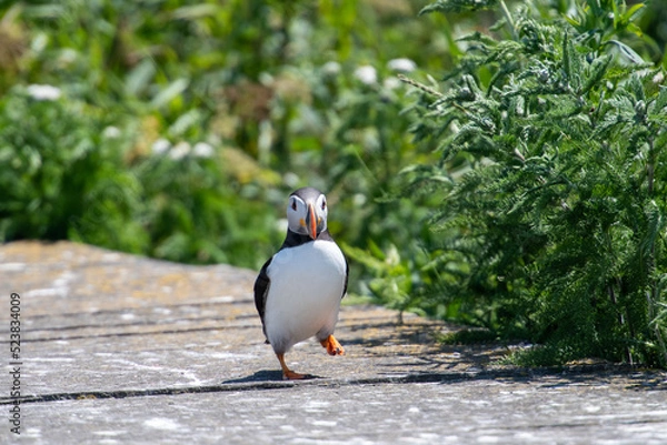 Obraz Atlantic Puffin on boardwalk