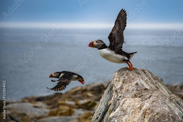 Fototapeta Atlantic Puffin taking flight