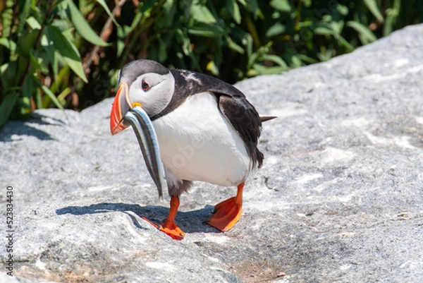 Fototapeta Atlantic Puffin with fish