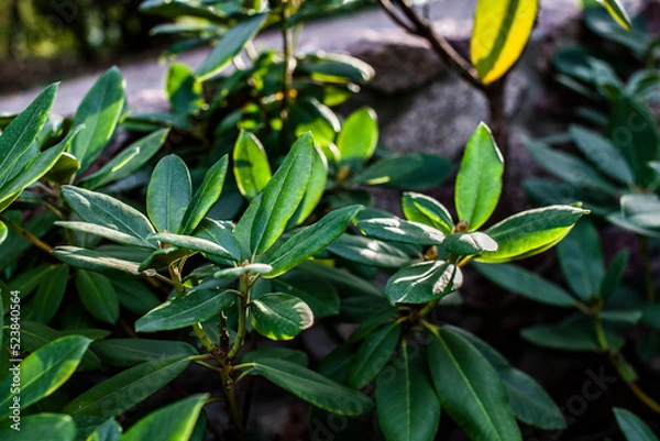 Fototapeta Branches of green azalea leaves in the garden. A bush of a tropical plant