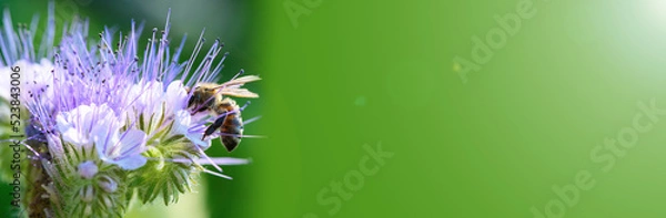 Obraz Bee and flower phacelia. Close up of a large striped bee collecting pollen from phacelia on a green background. Banner