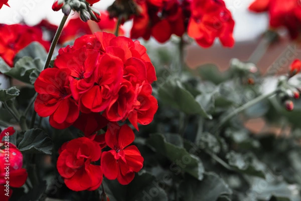 Obraz Czerwone kwiaty w doniczce