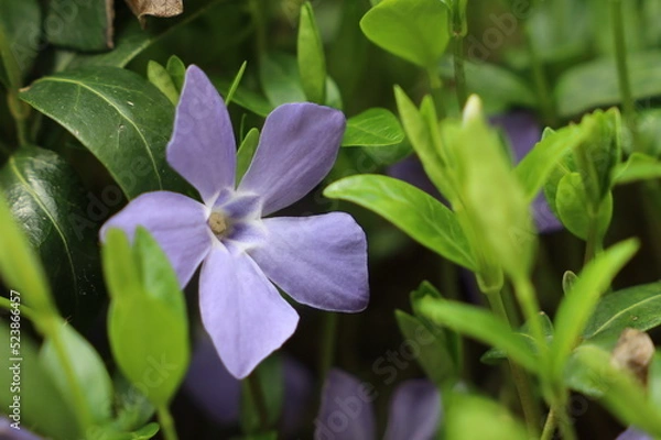 Obraz Periwinkle (Vinca Minor) in the Spring