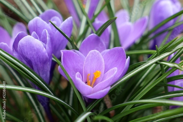 Obraz Lavender Colored Crocus Glowing in Spring (Wider View)