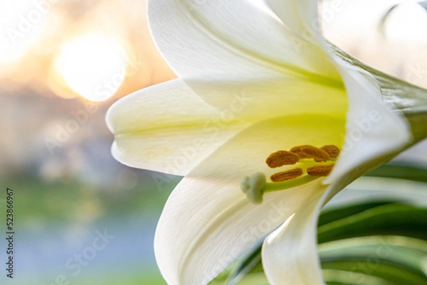 Obraz Easter Lily (Lilium Longiflorum) with Light Bokeh