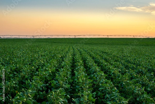 Obraz Agricultural irrigation system watering field of green peas in summer