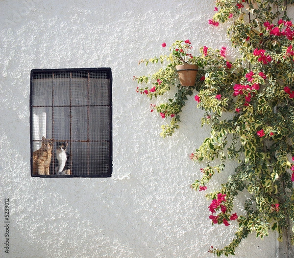 Obraz Pared con ventana, flores y gatos