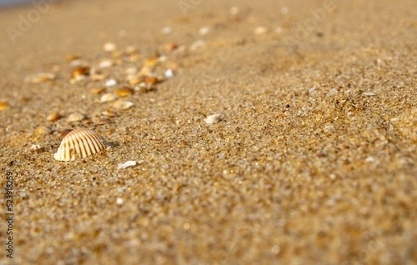 Obraz Conchas do mar