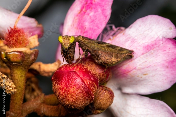 Obraz macro mantis in a flower