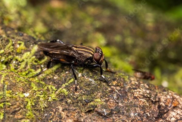 Obraz fly layed in a tree macro insects