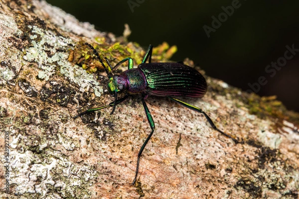 Obraz coloured beetle in a tree macro insects