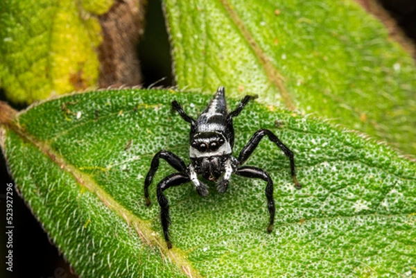 Obraz Jumping spider in a leaf costa rica