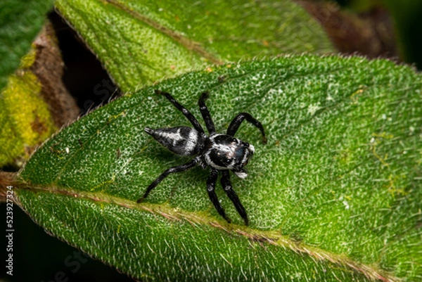 Obraz Jumping spider in a leaf costa rica