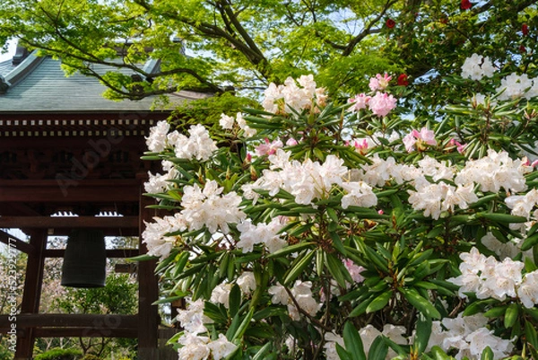 Fototapeta 鐘楼とシャクナゲ