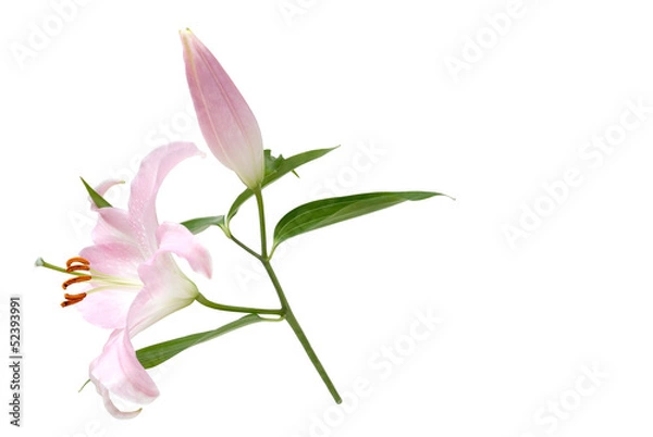 Fototapeta Lilia