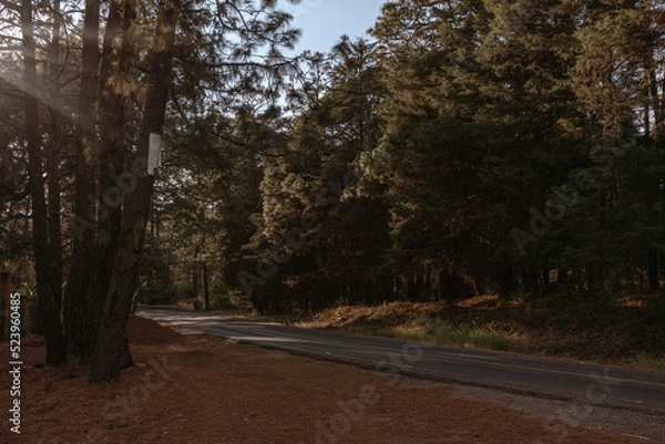 Fototapeta carretera perdida en medio del bosque