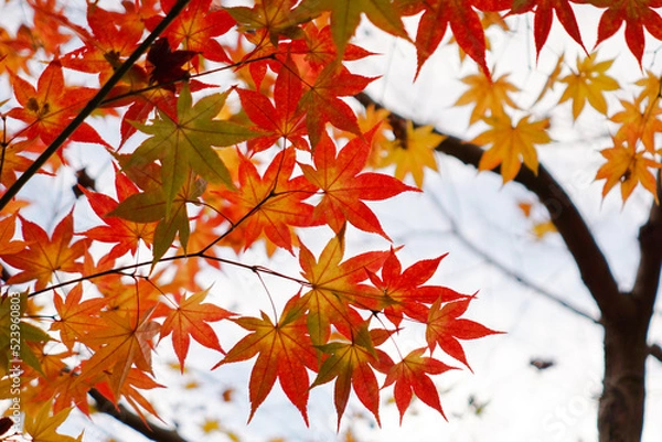 Fototapeta Beautiful autumn, Vibrant color maple leaves, red orange foliage in fall park.