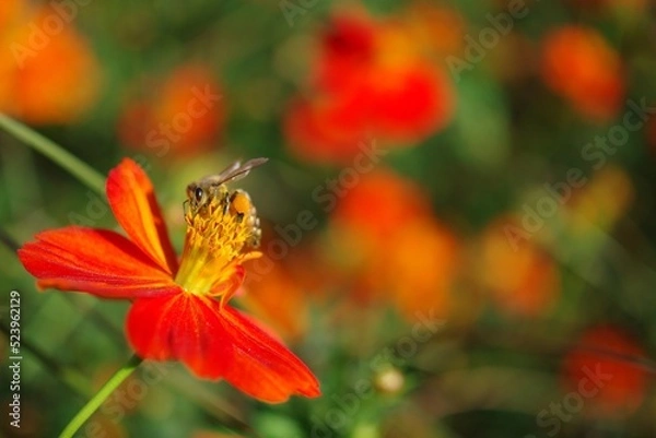 Fototapeta コスモスとミツバチ