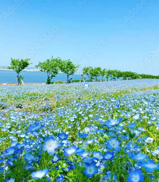Fototapeta blossoming tree in spring
