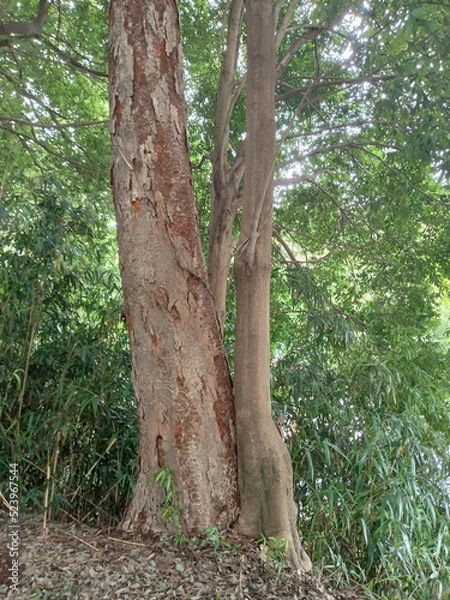 Fototapeta 重なり木 overlapping tree