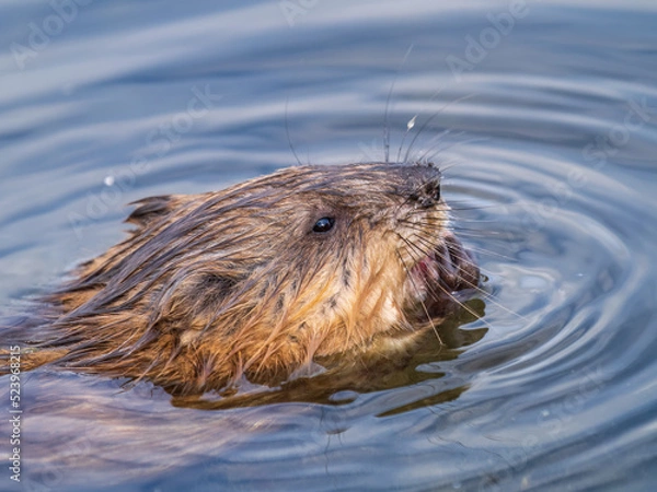 Fototapeta Muskrat, Ondatra zibethicuseats swiming at the surface of the lake water.