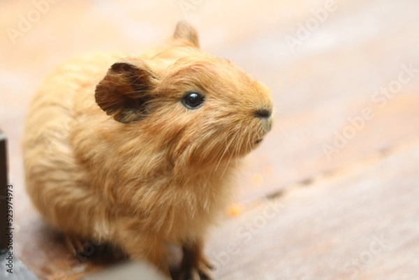 Obraz Guinea Pig