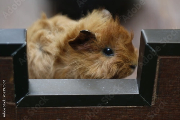Fototapeta Guinea Pig