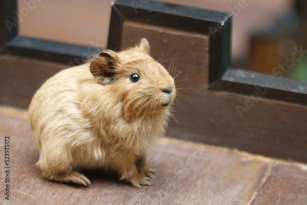 Obraz Guinea Pig