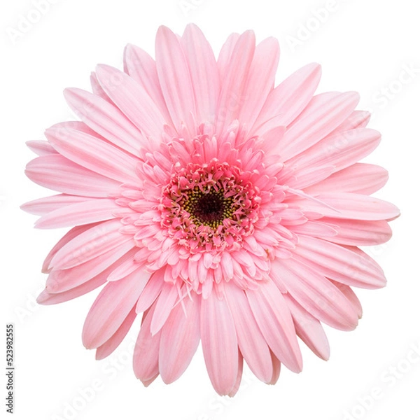 Obraz pink gerbera flower isolated with clipping path