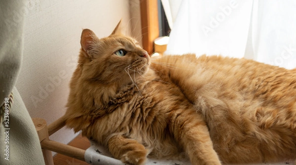 Fototapeta くつろぐ猫　茶トラ猫