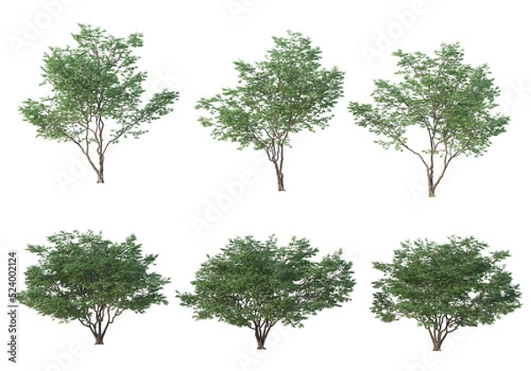 Fototapeta Tree on a transparent background
