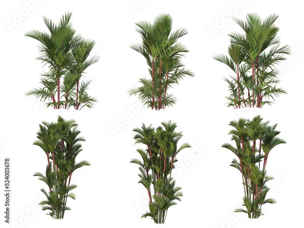 Fototapeta Palm trees on a transparent background
