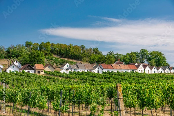 Obraz Galgenberg. Famous cellar alley in Wildendürnbach, Weinviertel. Beautiful vineyards with traditional winery buildings in Lower Austria, Europe