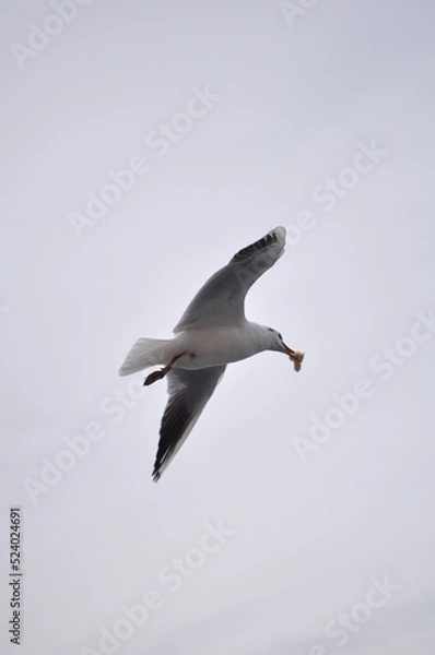 Fototapeta seagull in the sky