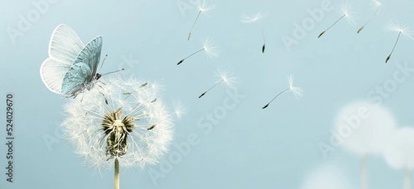 Obraz White dandelion and butterfly closeup with seeds blowing away in the wind