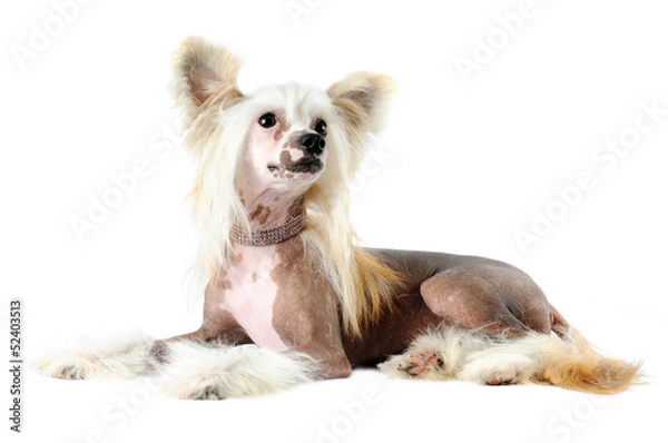 Fototapeta Chinese crested dog portrait isolated on white