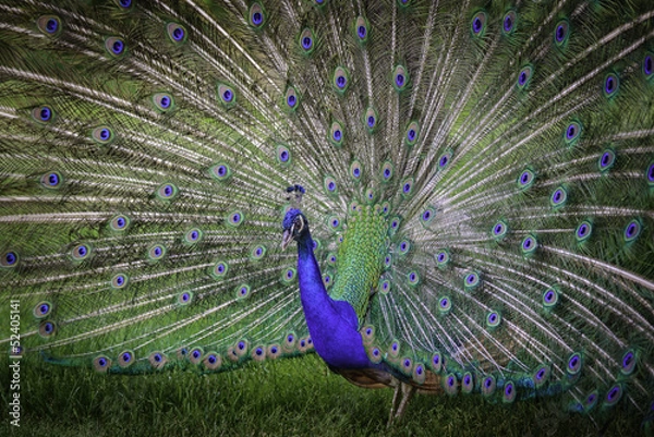 Obraz Peacock