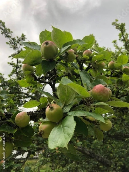 Obraz apples on a tree