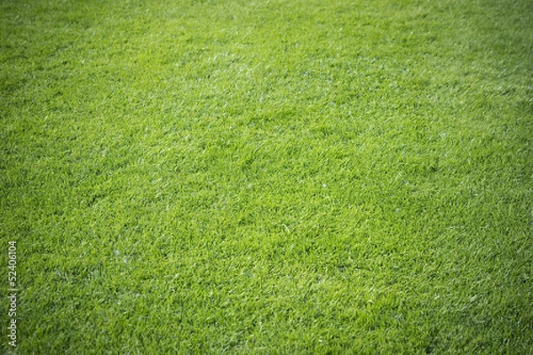 Fototapeta grass background