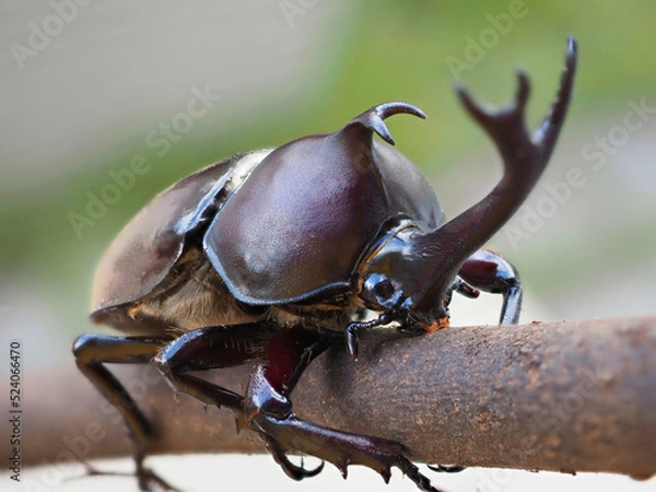 Obraz カブトムシ