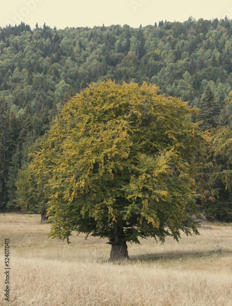 Fototapeta tree in the field