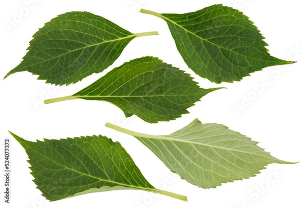Fototapeta green hydrangea leaves in different positions cut out (isolated) on a transparent background with white