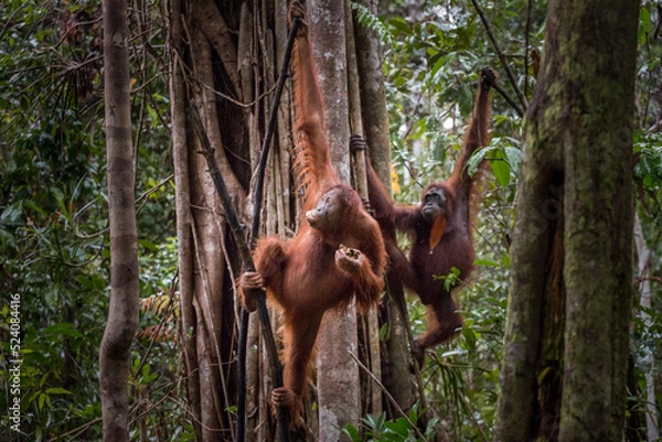 Fototapeta wild orangutans