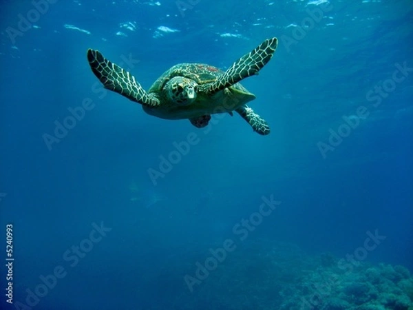 Obraz Turtle Carretta