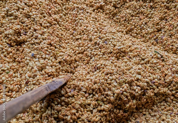 Obraz fermentación café