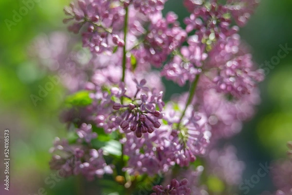 Obraz close up of a flower