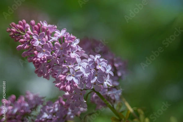 Obraz flowers in the garden