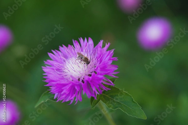 Obraz bee on a flower